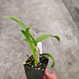 SVO 9769 Epc. Atomic Kyoguchi (Epc. Kyoguchi 'M. Sauno' Mutation x C. aurantiaca 'Gold Country' 4n)