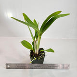 SVO 9897 (Lc. Florence Lin 'Wine Drops' AM/AOS, CCM/AOS x Lc. Trick or Treat 'Orange Magic' AM/AOS)