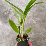 SVO 9897 (Lc. Florence Lin 'Wine Drops' AM/AOS, CCM/AOS x Lc. Trick or Treat 'Orange Magic' AM/AOS)