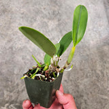 SVO 9969 Lc. NEW HYBRID (C. Valentine 'Billy Baker' HCC/AOS x Lc. Mini Blue Star 'SVO Blues' HCC/AOS)