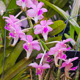 Aerides cootesii x flabellata