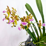 Aerides flabellata