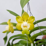 Vanda denisoniana 'Prapan' x denisoniana 'Attorney'