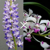 Vanda coelestis x luzonica