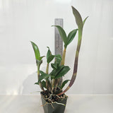 SVO 10115 (Den. Gillieston Jazz 'Steven' x Den. Tosca Starburst 'Red Wine')