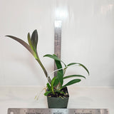 SVO 10130 (Den. Regal Gilleston 'SVO' x Den. Dunokalya 'Tuyet' AM/AOS)