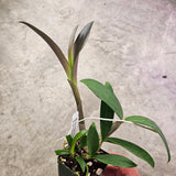 SVO 10130 (Den. Regal Gilleston 'SVO' x Den. Dunokalya 'Tuyet' AM/AOS)
