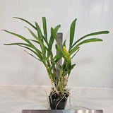 SVO 9536 (Ansellia gigantea 'SVO' x Ansellia gigantea 'Dark Warrior')
