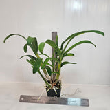 SVO 9537 (Ansellia gigantea 'Nelspruit' x Ansellia gigantea 'Dark Warrior')