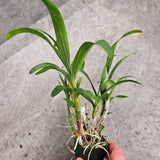 SVO 9537 (Ansellia gigantea 'Nelspruit' x Ansellia gigantea 'Dark Warrior')