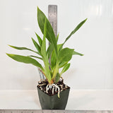SVO 9845 Zygopetalum Adelaide Meadows (Zga. Adelaide Meadows 'SVO' x Self)