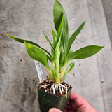 SVO 9845 Zygopetalum Adelaide Meadows (Zga. Adelaide Meadows 'SVO' x Self)