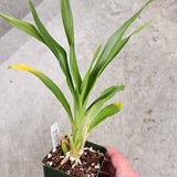 SVO 9866 Zygopetalum (Zga. Fandango 'Blooming Fool' x Zga. Kiwi Korker '9 Flowers')