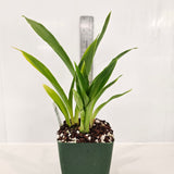 SVO Z4048 Zygopetalum (Zga. Happy Bay 'Odds & Ends' x Zga. Bali Mist 'Grassy')