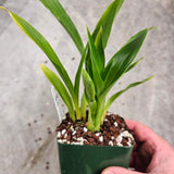 SVO Z4048 Zygopetalum (Zga. Happy Bay 'Odds & Ends' x Zga. Bali Mist 'Grassy')