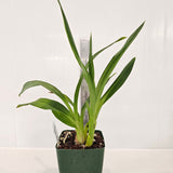 SVO Z4049 Zygopetalum (Zga. Freestyle Meadows 'River Gum' x Zga. Happy Bay 'Odds & Ends')