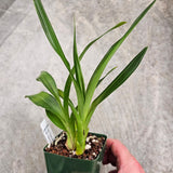 SVO Z4049 Zygopetalum (Zga. Freestyle Meadows 'River Gum' x Zga. Happy Bay 'Odds & Ends')