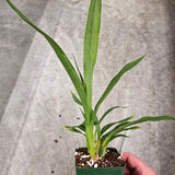 SVO Z4050 Zygopetalum (Zga. Happy Bay 'Lime Ripple' x Zga. Bali Mist 'Grassy')