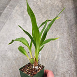 SVO Z4052 Zygopetalum (Zga. Kiwi Choice 'Tyabb' x Zga. Freestyle Meadows 'Ruby Lips')