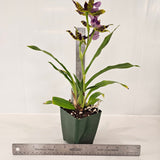 SVO Z4054 Zygopetalum (Zga. Happy Bay 'Radio Man' x Zga. Freestyle Meadows 'Ruby Lips')