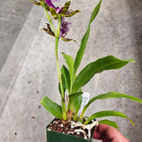SVO Z4054 Zygopetalum (Zga. Happy Bay 'Radio Man' x Zga. Freestyle Meadows 'Ruby Lips')