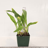 SVO Z4057 Zygopetalum (Zga. Kudos 'Purity' x Zga. Bali Mist 'Grassy')