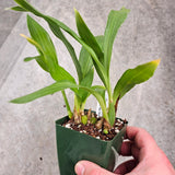 SVO Z4057 Zygopetalum (Zga. Kudos 'Purity' x Zga. Bali Mist 'Grassy')