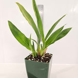 SVO Z4059 Zygopetalum (Zga. Happy Meadows 'Lime Cocktail' x Zga. Kudos 'Purity')