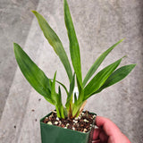 SVO Z4059 Zygopetalum (Zga. Happy Meadows 'Lime Cocktail' x Zga. Kudos 'Purity')