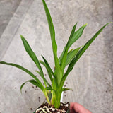 SVO Z4061 Zygopetalum (Zga. Happy Meadows 'Lime Cocktail' x Zga. Adelaide Oval 'Kermit' )
