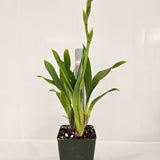 SVO Z4064 Zygopetalum (Zga. Happy Bay 'Oliver's Twist' x Zga. World Charmer 'Spring Rose')