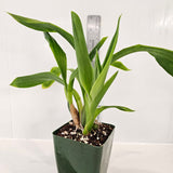 SVO Z4067 Zygopetalum (Zga. Dragon Kitten 'Purr' x Zga. Freestyle Meadows 'Show Stopper')