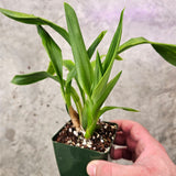 SVO Z4067 Zygopetalum (Zga. Dragon Kitten 'Purr' x Zga. Freestyle Meadows 'Show Stopper')