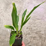 SVO Z4070 Zygopetalum (Zga. Adelaide Meadows 'Peckham' x Zga. Freestyle Meadows 'Super Sepals')
