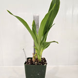 SVO Z4073 Zygopetalum (Zga. Debbie De Mellow 'Honolulu Bay' x Zga. Adelaide Meadows 'Peckham')