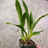 SVO Z4073 Zygopetalum (Zga. Debbie De Mellow 'Honolulu Bay' x Zga. Adelaide Meadows 'Peckham')