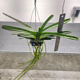 Vanda Lilac Blossom 'Blue Sapphire'