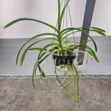 Vanda Wee Kim Lian