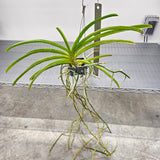 Aerides Hybridum