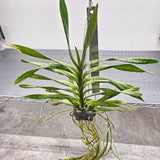 Aerides cootesii x flabellata