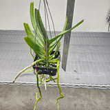 Aerides houlletiana 'Attorney'