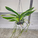 Aerides flabellata