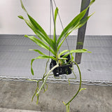 Vanda denisoniana 'White'