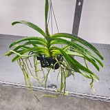 Vanda coelestis x luzonica