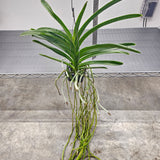 Vanda Fantastic Fanfare