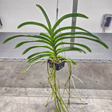Vanda Nopporn Gold