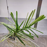 Ascocentrum ampullaceum 'Alba'
