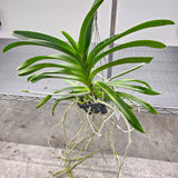 Vanda Yano Blue