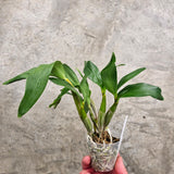 Dendrobium Roy Tokunaga (Den. atroviolaceum x Den. johnsoniae)