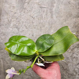 Phalaenopsis violacea f. coerulea "Taiwan Blue"